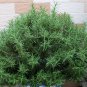 Rosmarinus Officinalis, Anthos Rosemary Seed 2000 PCS, Mi Die Xiang