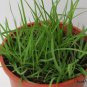 Paspalum Notatum, Pensacola Bahia Seed 5000 PCS, Common Bahia Bai Xi Cao
