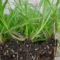 Paspalum Notatum, Pensacola Bahia Seed 5000 PCS, Common Bahia Bai Xi Cao