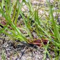 Paspalum Notatum, Pensacola Bahia Seed 5000 PCS, Common Bahia Bai Xi Cao