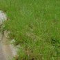Paspalum Notatum, Pensacola Bahia Seed 5000 PCS, Common Bahia Bai Xi Cao