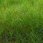 Paspalum Notatum, Pensacola Bahia Seed 5000 PCS, Common Bahia Bai Xi Cao