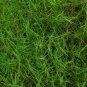 Paspalum Notatum, Pensacola Bahia Seed 5000 PCS, Common Bahia Bai Xi Cao