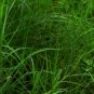 Paspalum Notatum, Pensacola Bahia Seed 5000 PCS, Common Bahia Bai Xi Cao