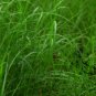 Paspalum Notatum, Pensacola Bahia Seed 5000 PCS, Common Bahia Bai Xi Cao