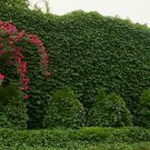 Parthenocissus Tricuspidata, Boston Ivy Seed 1000 PCS, Grape Ivy Pashanhu