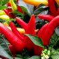 Ornamental Paprika, Capsicum Annuum Seed 2000 PCS, Guanshang Lajiao