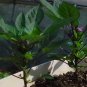 Ornamental Paprika, Capsicum Annuum Seed 2000 PCS, Guanshang Lajiao