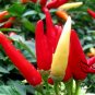 Ornamental Paprika, Capsicum Annuum Seed 2000 PCS, Guanshang Lajiao