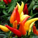 Ornamental Paprika, Capsicum Annuum Seed 2000 PCS, Guanshang Lajiao