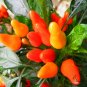 Ornamental Paprika, Capsicum Annuum Seed 2000 PCS, Guanshang Lajiao