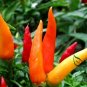 Ornamental Paprika, Capsicum Annuum Seed 2000 PCS, Guanshang Lajiao