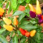 Ornamental Paprika, Capsicum Annuum Seed 2000 PCS, Guanshang Lajiao