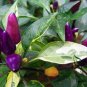 Ornamental Paprika, Capsicum Annuum Seed 2000 PCS, Guanshang Lajiao