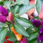 Ornamental Paprika, Capsicum Annuum Seed 2000 PCS, Guanshang Lajiao