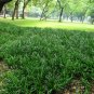 Ophiopogon Japonicus, Mondo Grass Seed 1000 PCS, Fountain Plant Mai Dong