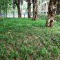 Ophiopogon Japonicus, Mondo Grass Seed 1000 PCS, Fountain Plant Mai Dong