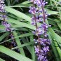 Ophiopogon Japonicus, Mondo Grass Seed 1000 PCS, Fountain Plant Mai Dong