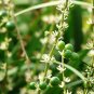 Ophiopogon Japonicus, Mondo Grass Seed 1000 PCS, Fountain Plant Mai Dong