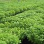 Ocimum Basilicum, Great Basil Seed 5000 PCS, Sweet Basil Luole
