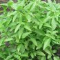 Ocimum Basilicum, Great Basil Seed 5000 PCS, Sweet Basil Luole