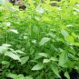 Ocimum Basilicum, Great Basil Seed 5000 PCS, Sweet Basil Luole