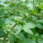 Ocimum Basilicum, Great Basil Seed 5000 PCS, Sweet Basil Luole