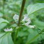 Ocimum Basilicum, Great Basil Seed 5000 PCS, Sweet Basil Luole