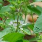 Ocimum Basilicum, Great Basil Seed 5000 PCS, Sweet Basil Luole