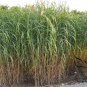 Miscanthus Sinensis, Chinese Silver Grass Seed 5000 PCS, Eulalia Grass Mangcao