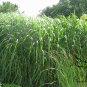 Miscanthus Sinensis, Chinese Silver Grass Seed 5000 PCS, Eulalia Grass Mangcao