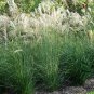 Miscanthus Sinensis, Chinese Silver Grass Seed 5000 PCS, Eulalia Grass Mangcao