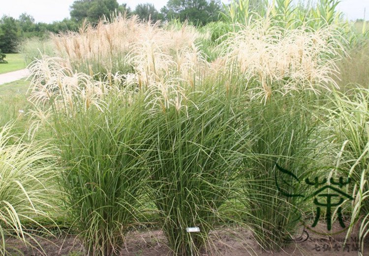Miscanthus Sinensis, Chinese Silver Grass Seed 5000 PCS, Eulalia Grass Mangcao