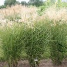 Miscanthus Sinensis, Chinese Silver Grass Seed 5000 PCS, Eulalia Grass Mangcao