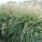Miscanthus Sinensis, Chinese Silver Grass Seed 5000 PCS, Eulalia Grass Mangcao
