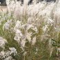 Miscanthus Sinensis, Chinese Silver Grass Seed 5000 PCS, Eulalia Grass Mangcao
