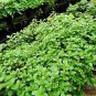 Mentha Arvensis, Wild Mint Seed 5000 PCS, Field Mint Liu Lan Xiang