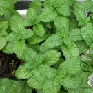 Mentha Arvensis, Wild Mint Seed 5000 PCS, Field Mint Liu Lan Xiang