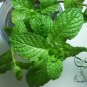 Mentha Arvensis, Wild Mint Seed 5000 PCS, Field Mint Liu Lan Xiang