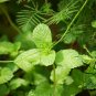 Mentha Arvensis, Wild Mint Seed 5000 PCS, Field Mint Liu Lan Xiang