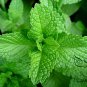 Mentha Arvensis, Wild Mint Seed 5000 PCS, Field Mint Liu Lan Xiang