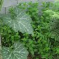 Mentha Arvensis, Wild Mint Seed 5000 PCS, Field Mint Liu Lan Xiang