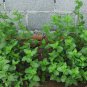 Mentha Arvensis, Wild Mint Seed 5000 PCS, Field Mint Liu Lan Xiang