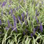 Liriope Spicata, Monkey Grass Seed 1000 PCS, Creeping Lilyturf Jinbian Mai Dong