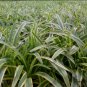 Liriope Spicata, Monkey Grass Seed 1000 PCS, Creeping Lilyturf Jinbian Mai Dong