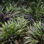 Liriope Spicata, Monkey Grass Seed 1000 PCS, Creeping Lilyturf Jinbian Mai Dong