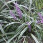Liriope Spicata, Monkey Grass Seed 1000 PCS, Creeping Lilyturf Jinbian Mai Dong