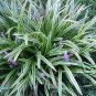 Liriope Spicata, Monkey Grass Seed 1000 PCS, Creeping Lilyturf Jinbian Mai Dong