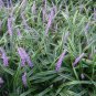 Liriope Spicata, Monkey Grass Seed 1000 PCS, Creeping Lilyturf Jinbian Mai Dong