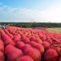 Kochia Scoparia, Red Leaves Belvedere Seed 5000 PCS, Hongye Di Fu